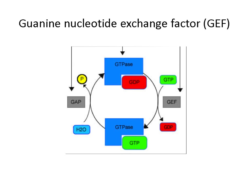 Guanine nucleotide exchange factor (GEF)